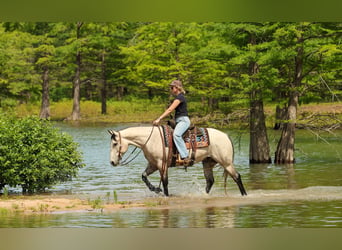 American Quarter Horse, Wałach, 4 lat, 152 cm, Siwa