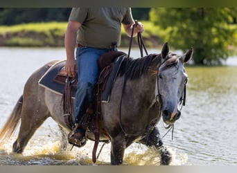American Quarter Horse, Wałach, 4 lat, 152 cm, Siwa