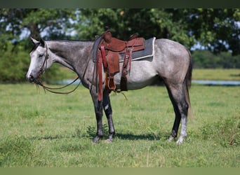 American Quarter Horse, Wałach, 4 lat, 152 cm, Siwa