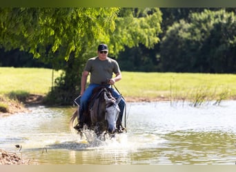 American Quarter Horse, Wałach, 4 lat, 152 cm, Siwa