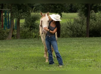 American Quarter Horse, Wałach, 4 lat, 152 cm, Szampańska