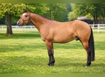 American Quarter Horse, Wałach, 4 lat, 153 cm, Gniada
