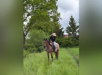 American Quarter Horse, Wałach, 4 lat, 154 cm, Gniadodereszowata