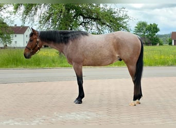 American Quarter Horse, Wałach, 4 lat, 154 cm, Gniadodereszowata