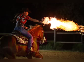 American Quarter Horse, Wałach, 4 lat, 155 cm, Cisawa