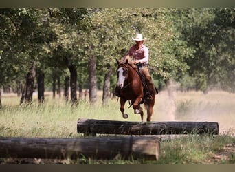American Quarter Horse, Wałach, 4 lat, 155 cm, Cisawa