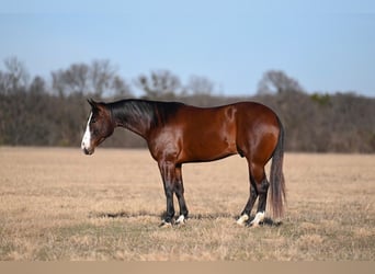 American Quarter Horse, Wałach, 4 lat, 155 cm, Gniada