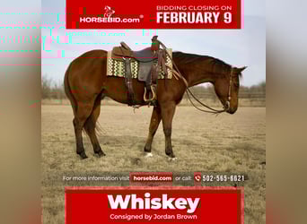 American Quarter Horse, Wałach, 4 lat, 155 cm, Gniada