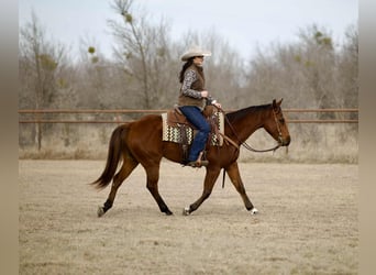American Quarter Horse, Wałach, 4 lat, 155 cm, Gniada