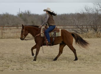 American Quarter Horse, Wałach, 4 lat, 155 cm, Gniada
