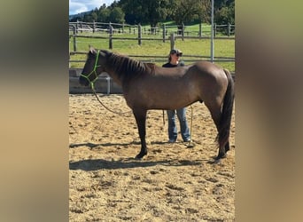 American Quarter Horse, Wałach, 4 lat, 155 cm, Grullo
