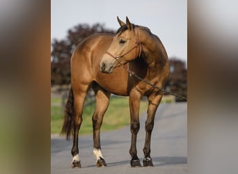 American Quarter Horse, Wałach, 4 lat, 155 cm, Jelenia