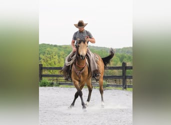 American Quarter Horse, Wałach, 4 lat, 155 cm, Jelenia