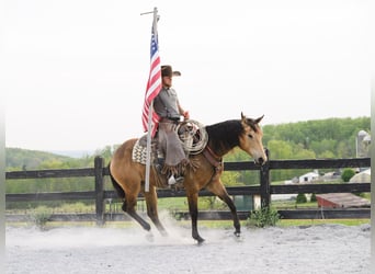American Quarter Horse, Wałach, 4 lat, 155 cm, Jelenia