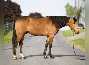 American Quarter Horse, Wałach, 4 lat, 155 cm, Jelenia