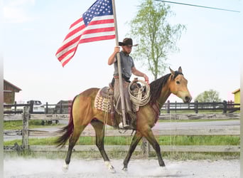 American Quarter Horse, Wałach, 4 lat, 155 cm, Jelenia