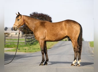 American Quarter Horse, Wałach, 4 lat, 155 cm, Jelenia