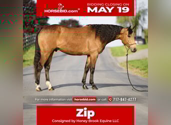 American Quarter Horse, Wałach, 4 lat, 155 cm, Jelenia