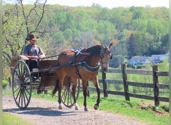 American Quarter Horse, Wałach, 4 lat, 155 cm, Jelenia