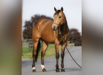 American Quarter Horse, Wałach, 4 lat, 155 cm, Jelenia