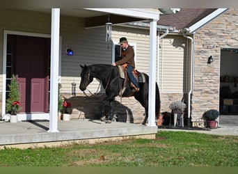 American Quarter Horse, Wałach, 4 lat, 155 cm, Kara