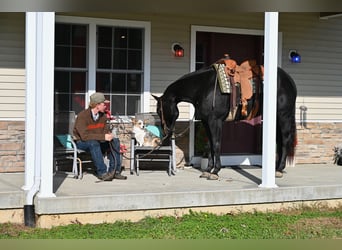 American Quarter Horse, Wałach, 4 lat, 155 cm, Kara