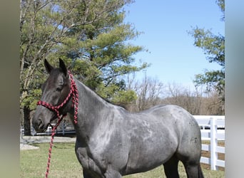 American Quarter Horse, Wałach, 4 lat, 155 cm, Karodereszowata