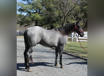 American Quarter Horse, Wałach, 4 lat, 155 cm, Karodereszowata
