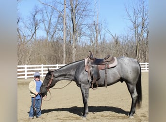 American Quarter Horse, Wałach, 4 lat, 155 cm, Karodereszowata