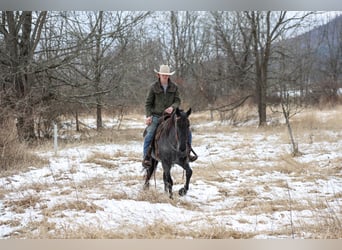 American Quarter Horse, Wałach, 4 lat, 155 cm, Karodereszowata