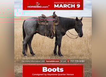 American Quarter Horse, Wałach, 4 lat, 155 cm, Karodereszowata