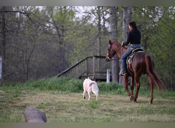American Quarter Horse, Wałach, 4 lat, 155 cm, Kasztanowatodereszowata