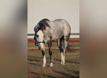 American Quarter Horse, Wałach, 4 lat, 155 cm, Siwa