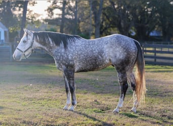 American Quarter Horse, Wałach, 4 lat, 155 cm, Siwa