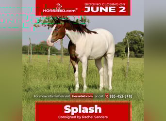 American Quarter Horse, Wałach, 4 lat, 157 cm, Gniada