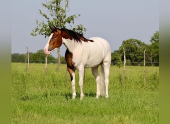 American Quarter Horse, Wałach, 4 lat, 157 cm, Gniada