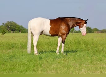 American Quarter Horse, Wałach, 4 lat, 157 cm, Gniada