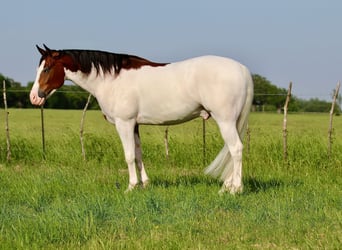 American Quarter Horse, Wałach, 4 lat, 157 cm, Gniada