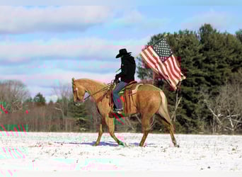 American Quarter Horse, Wałach, 4 lat, 157 cm, Izabelowata