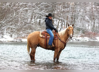 American Quarter Horse, Wałach, 4 lat, 157 cm, Izabelowata