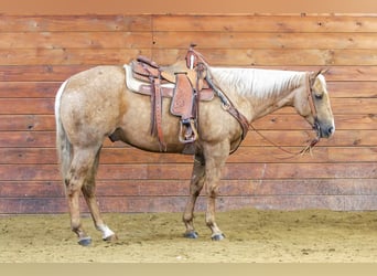 American Quarter Horse, Wałach, 4 lat, 157 cm, Izabelowata