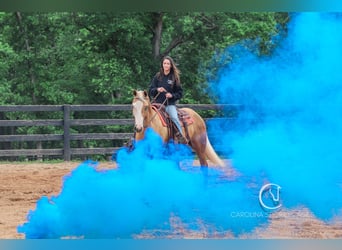 American Quarter Horse, Wałach, 4 lat, 157 cm, Izabelowata