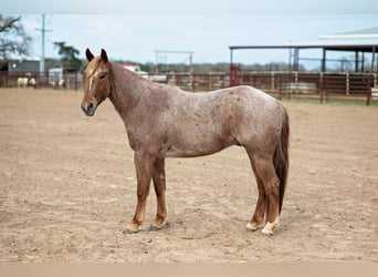 American Quarter Horse, Wałach, 4 lat, 157 cm, Kasztanowatodereszowata