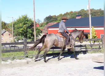 American Quarter Horse Mix, Wałach, 4 lat, 157 cm