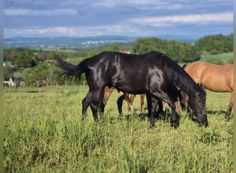 American Quarter Horse, Wałach, 4 lat, 158 cm, Kara