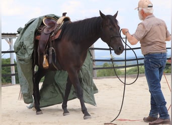 American Quarter Horse, Wałach, 4 lat, 158 cm, Kara