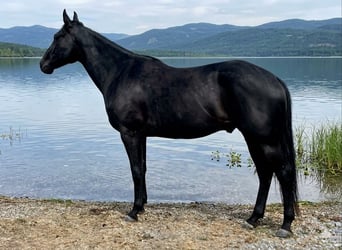 American Quarter Horse, Wałach, 4 lat, 158 cm, Kara