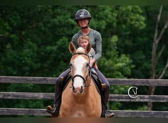 American Quarter Horse Mix, Wałach, 4 lat, 160 cm, Izabelowata