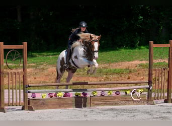 American Quarter Horse Mix, Wałach, 4 lat, 160 cm, Izabelowata