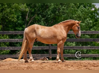 American Quarter Horse Mix, Wałach, 4 lat, 160 cm, Izabelowata
